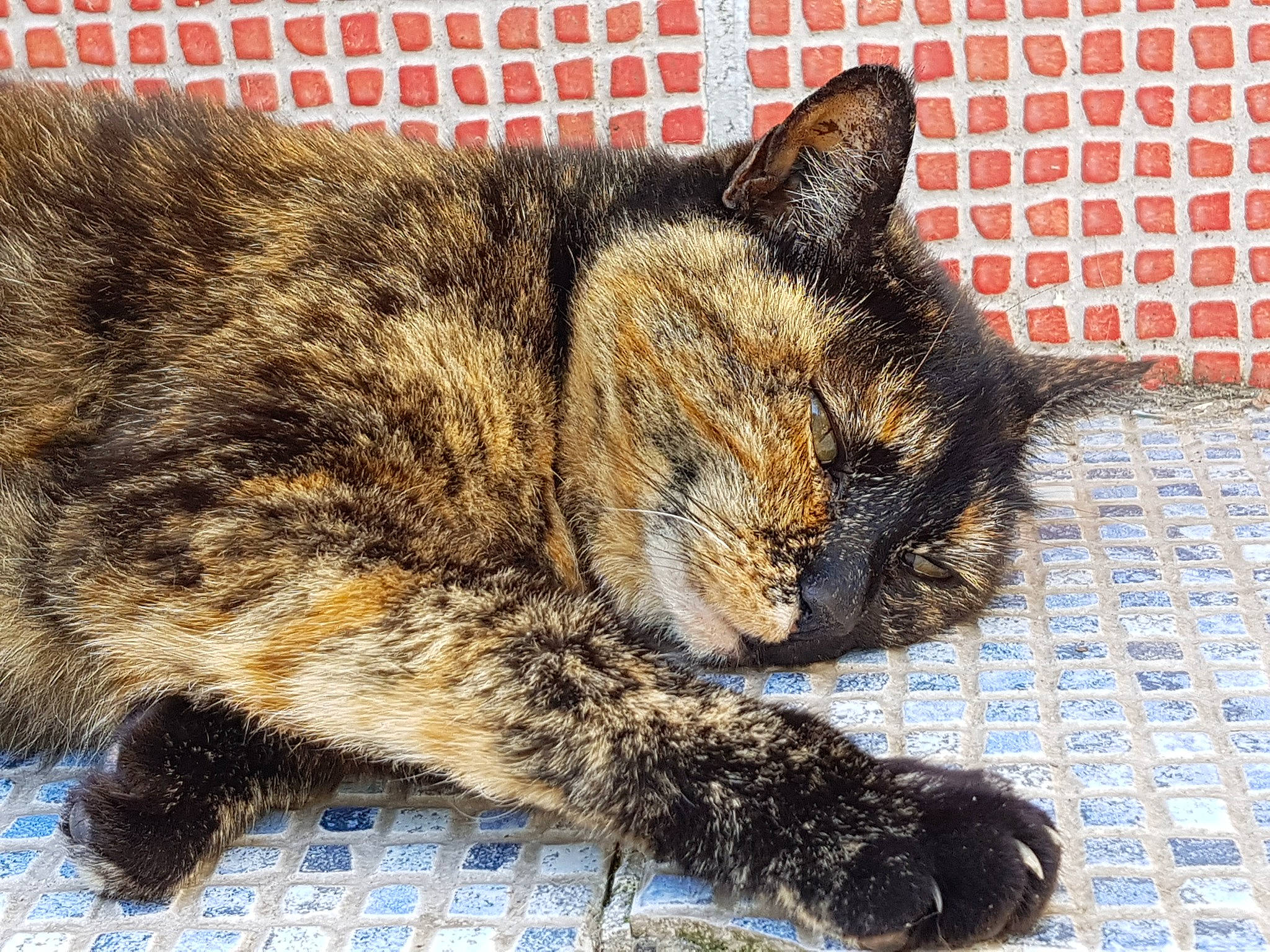 Violine a rejoint le concours — aidez-le/la à gagner de superbes lots ! asian, carnivore, cat, claw, domestic_short_haired_cat, dragon_li, european_shorthair, felidae, fur, german_rex, mammal, small_to_medium_sized_cats, snout, tabby_cat, tail, whiskers, wild_cat