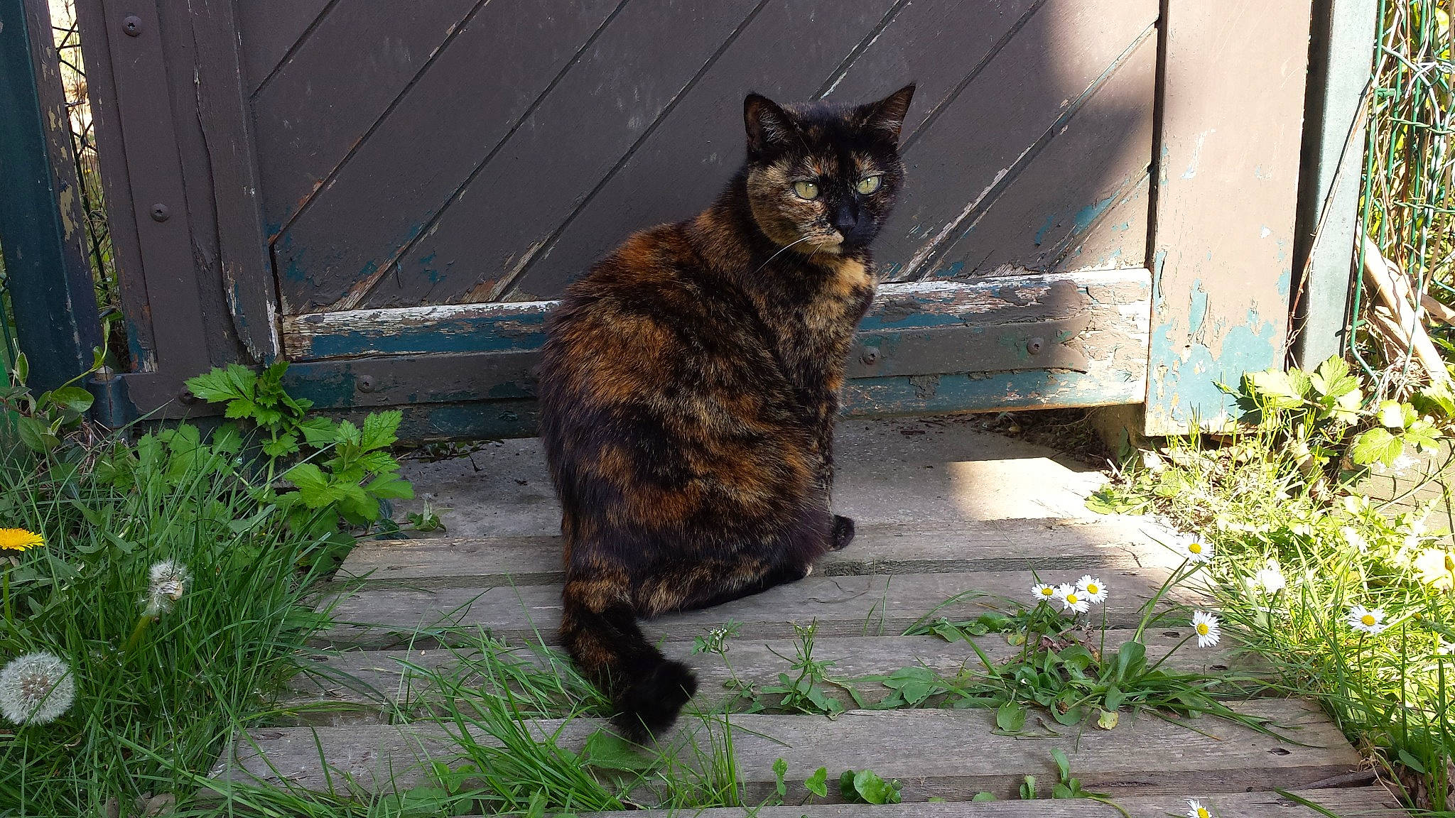 Violine a rejoint le concours — aidez-le/la à gagner de superbes lots ! carnivore, cat, domestic_short_haired_cat, european_shorthair, felidae, fur, german_rex, grass, plant, small_to_medium_sized_cats, tail, whiskers, wild_cat