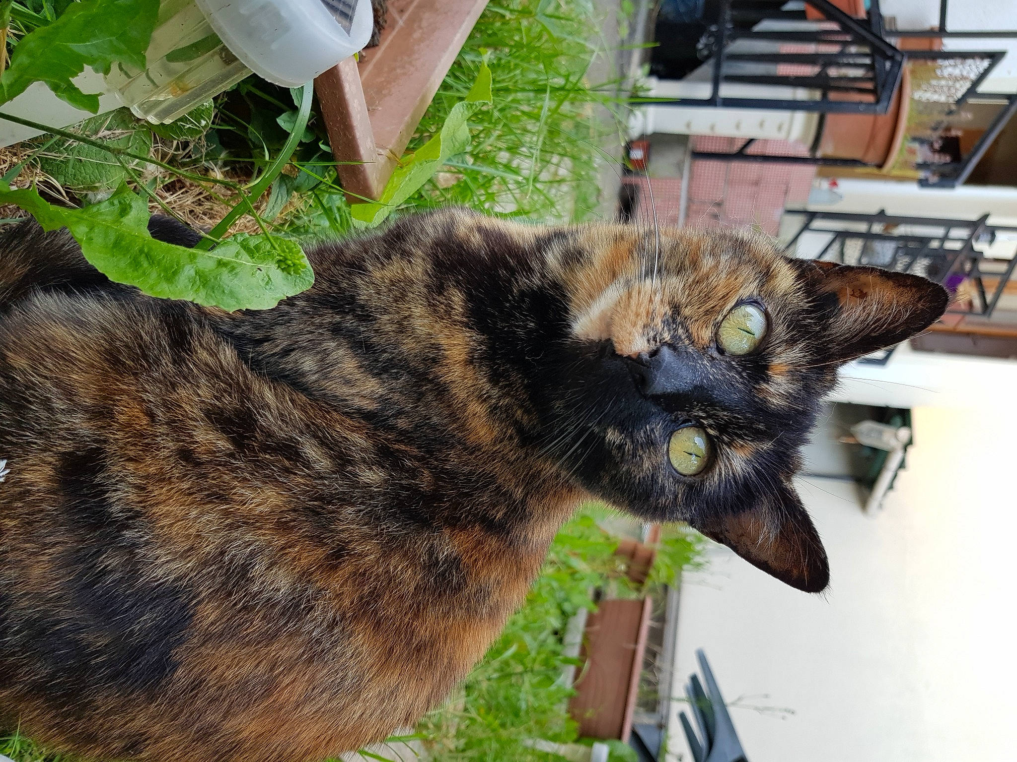 Violine a rejoint le concours — aidez-le/la à gagner de superbes lots ! carnivore, cat, domestic_short_haired_cat, european_shorthair, felidae, grass, plant, small_to_medium_sized_cats, tabby_cat, tree, whiskers