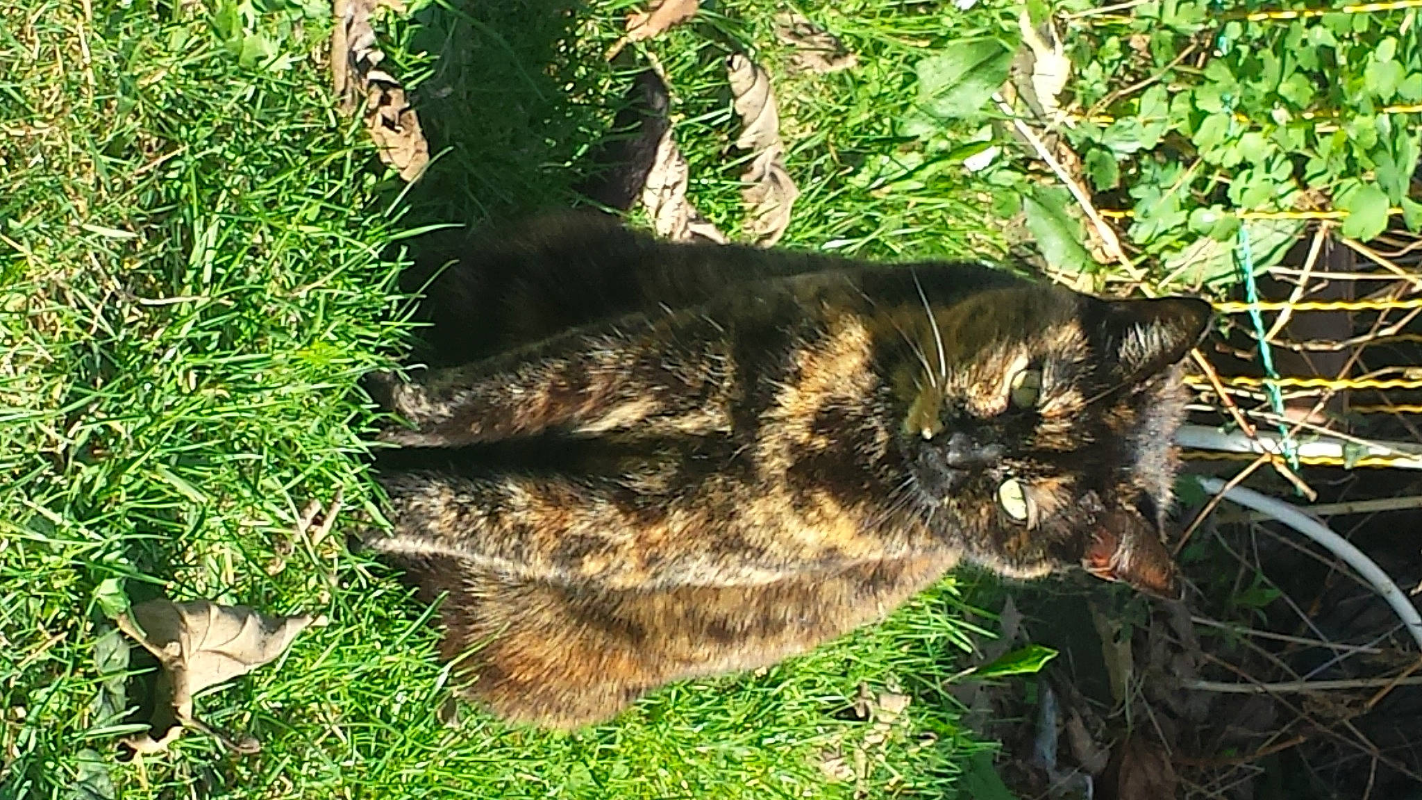 Violine participe au concours pour gagner de l'argent avec cette photo : carnivore, cat, domestic_short_haired_cat, felidae, fur, grass, plant, small_to_medium_sized_cats, tail, whiskers, wild_cat
