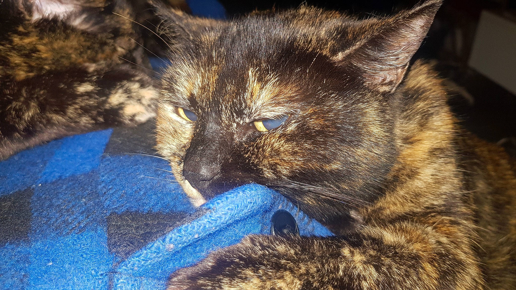 Violine a rejoint le concours — aidez-le/la à gagner de superbes lots ! carnivore, cat, close_up, domestic_short_haired_cat, ear, european_shorthair, eye, felidae, fur, kitten, mammal, sky, small_to_medium_sized_cats, snout, tabby_cat, whiskers, wild_cat, wildlife