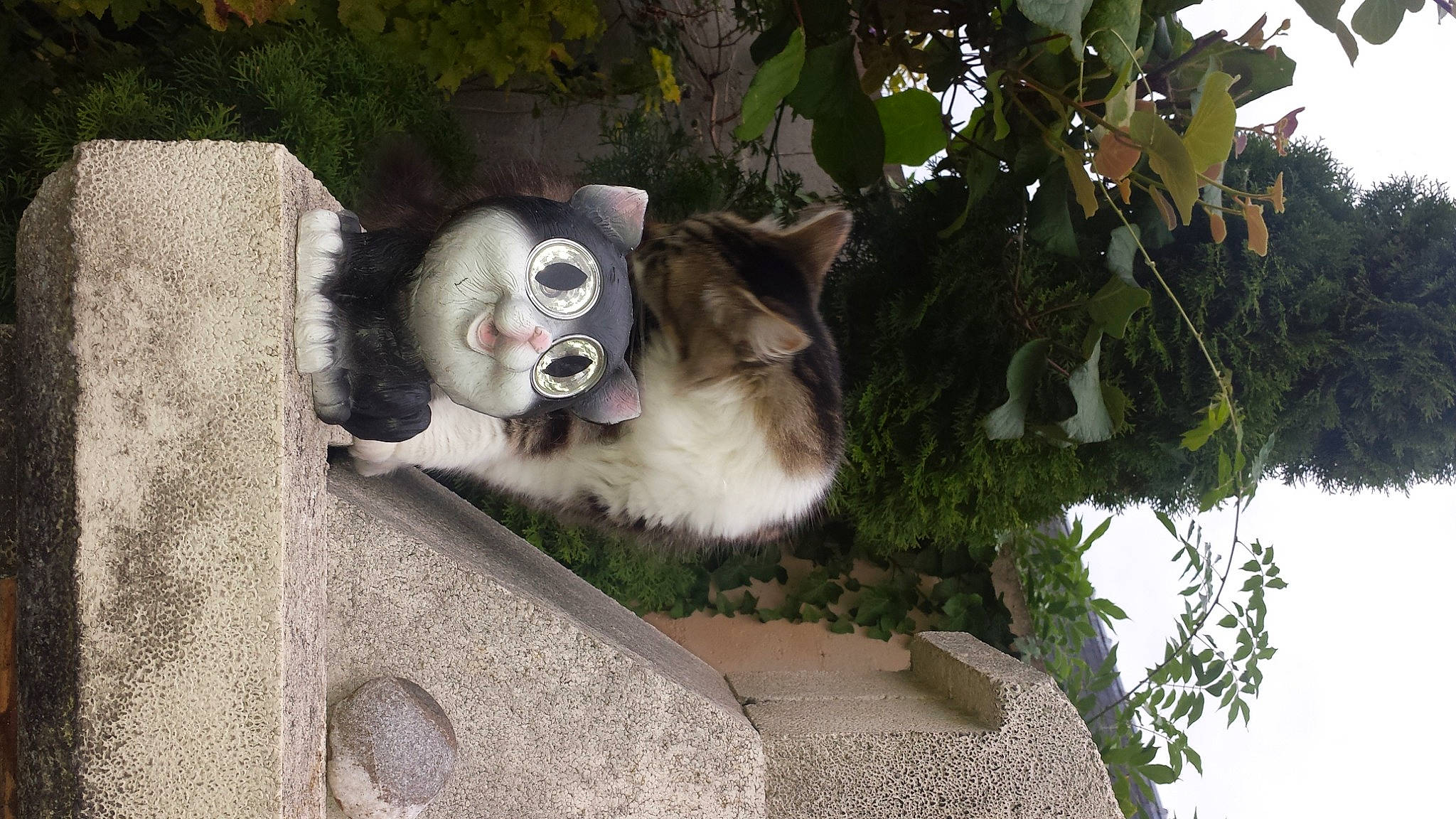 Diva a rejoint le concours — aidez-le/la à gagner de superbes lots ! aegean_cat, carnivore, cat, domestic_short_haired_cat, european_shorthair, felidae, fur, plant, small_to_medium_sized_cats, snout, tail, tree, whiskers