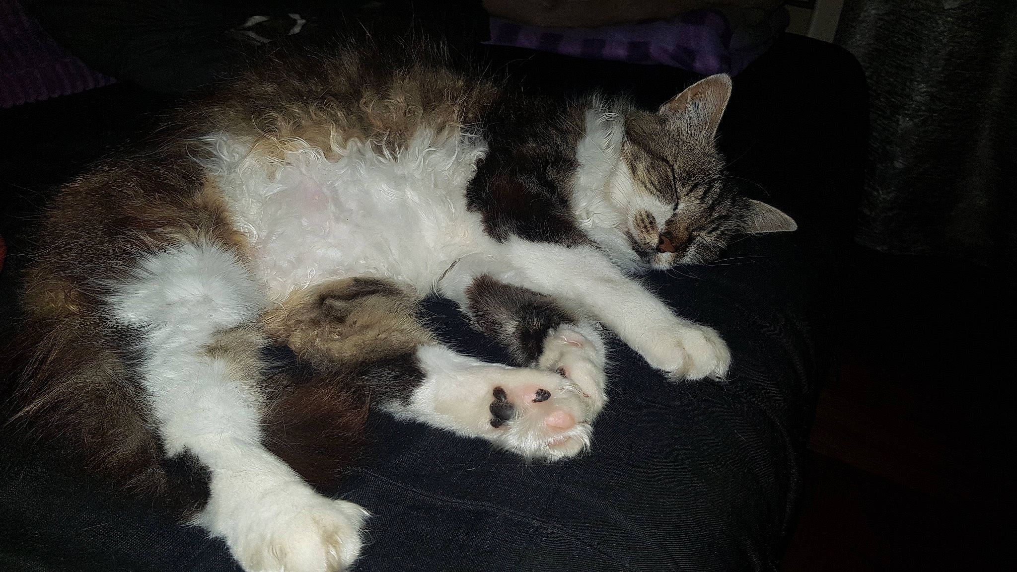 Diva participe au concours pour gagner de l'argent avec cette photo : canidae, carnivore, cat, domestic_short_haired_cat, european_shorthair, felidae, fur, kitten, mammal, paw, polydactyl_cat, small_to_medium_sized_cats, tail, vertebrate, whiskers