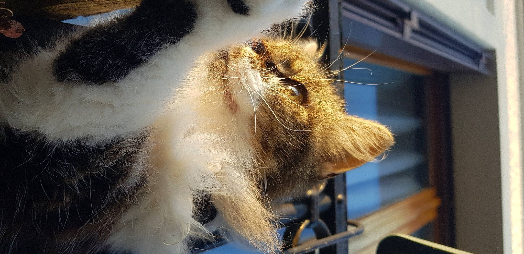 Diva participe au concours pour gagner de l'argent avec cette photo : carnivore, cat, claw, domestic_short_haired_cat, fawn, felidae, fur, metal, nap, paw, small_to_medium_sized_cats, snout, tail, terrestrial_animal, whiskers, wildlife