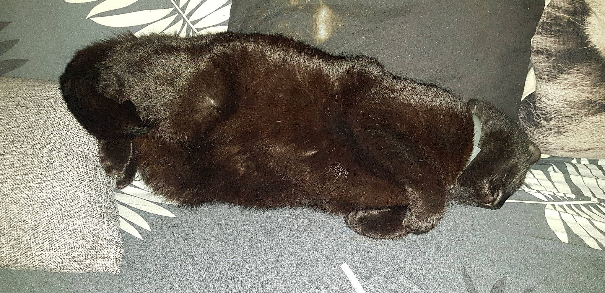 Néko participe au concours pour gagner de l'argent avec cette photo : art, brown, canidae, carnivore, cat, claw, comfort, dog_breed, fawn, felidae, fur, liver, nap, paw, small_to_medium_sized_cats, snout, sporting_group, tail, terrestrial_animal, whiskers