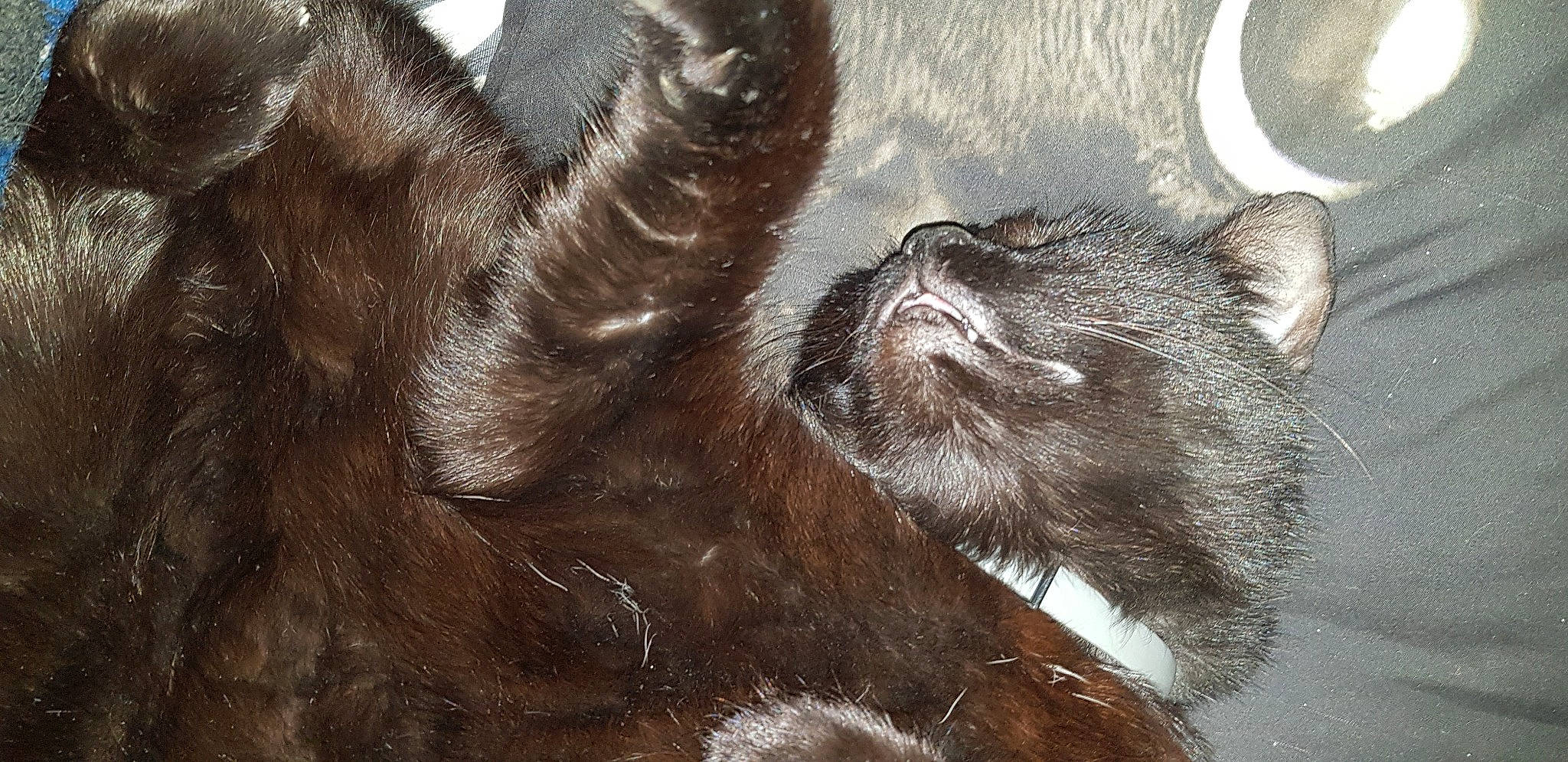 Néko participe au concours pour gagner de l'argent avec cette photo : black_cat, carnivore, cat, claw, comfort, domestic_short_haired_cat, felidae, foot, fur, liver, paw, small_to_medium_sized_cats, snout, tail, terrestrial_animal, whiskers, window