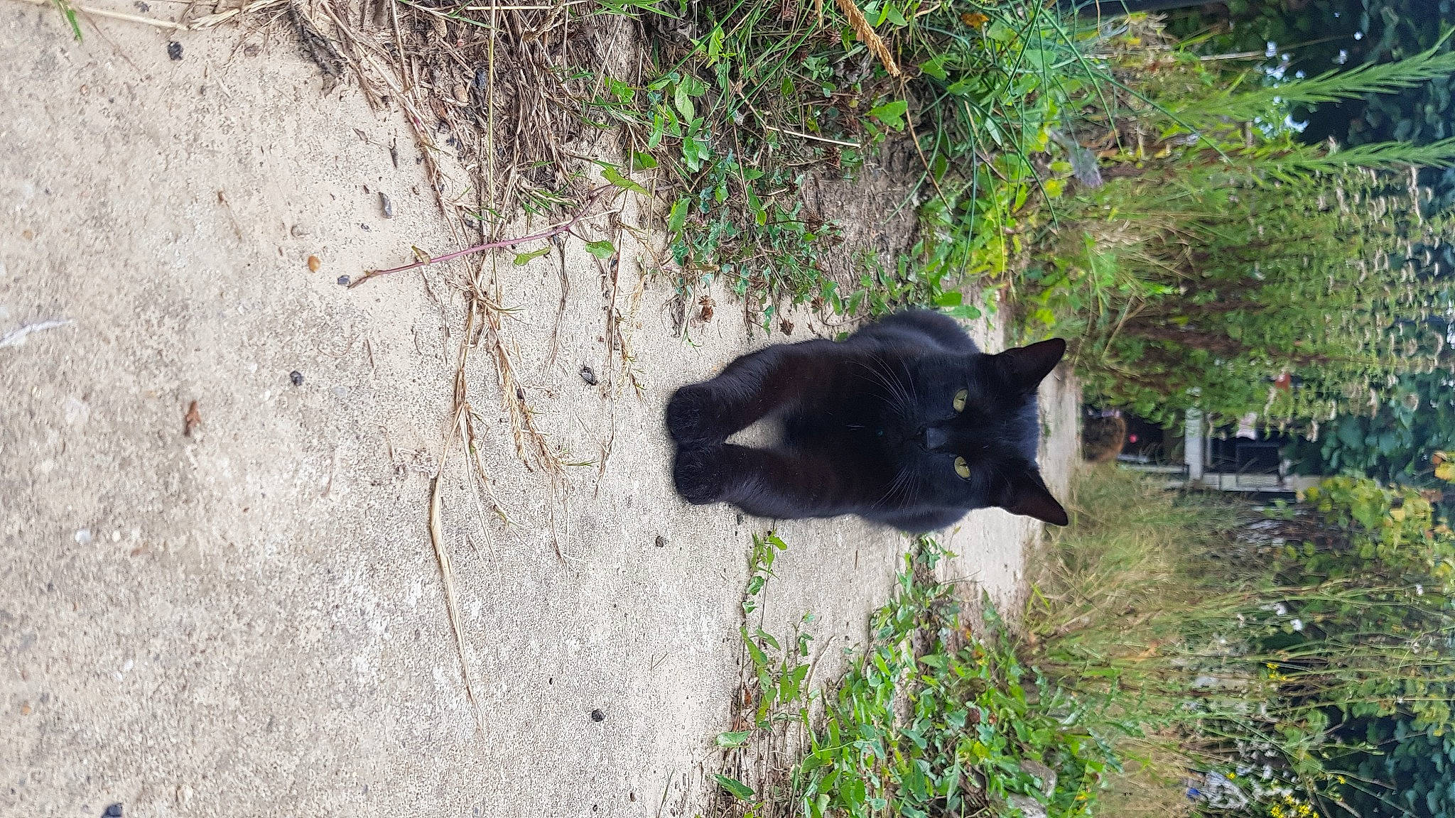 Néko participe au concours pour gagner de l'argent avec cette photo : black_cat, carnivore, cat, felidae, grass, plant, small_to_medium_sized_cats, tail, tree