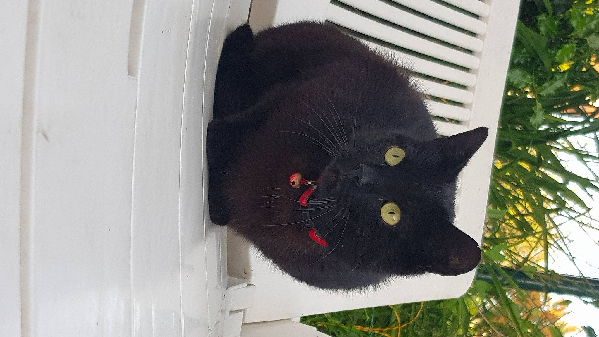 Néko a rejoint le concours — aidez-le/la à gagner de superbes lots ! black, black_cat, bombay, carnivore, cat, domestic_short_haired_cat, felidae, fur, small_to_medium_sized_cats, tail, whiskers