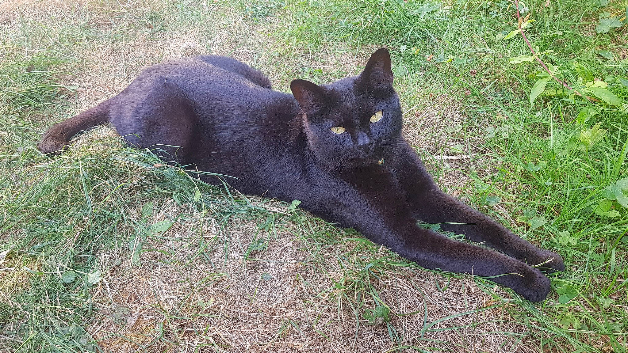 Néko a rejoint le concours — aidez-le/la à gagner de superbes lots ! black_cat, bombay, burmese, carnivore, cat, domestic_short_haired_cat, felidae, grass, havana_brown, mammal, small_to_medium_sized_cats, tail, whiskers