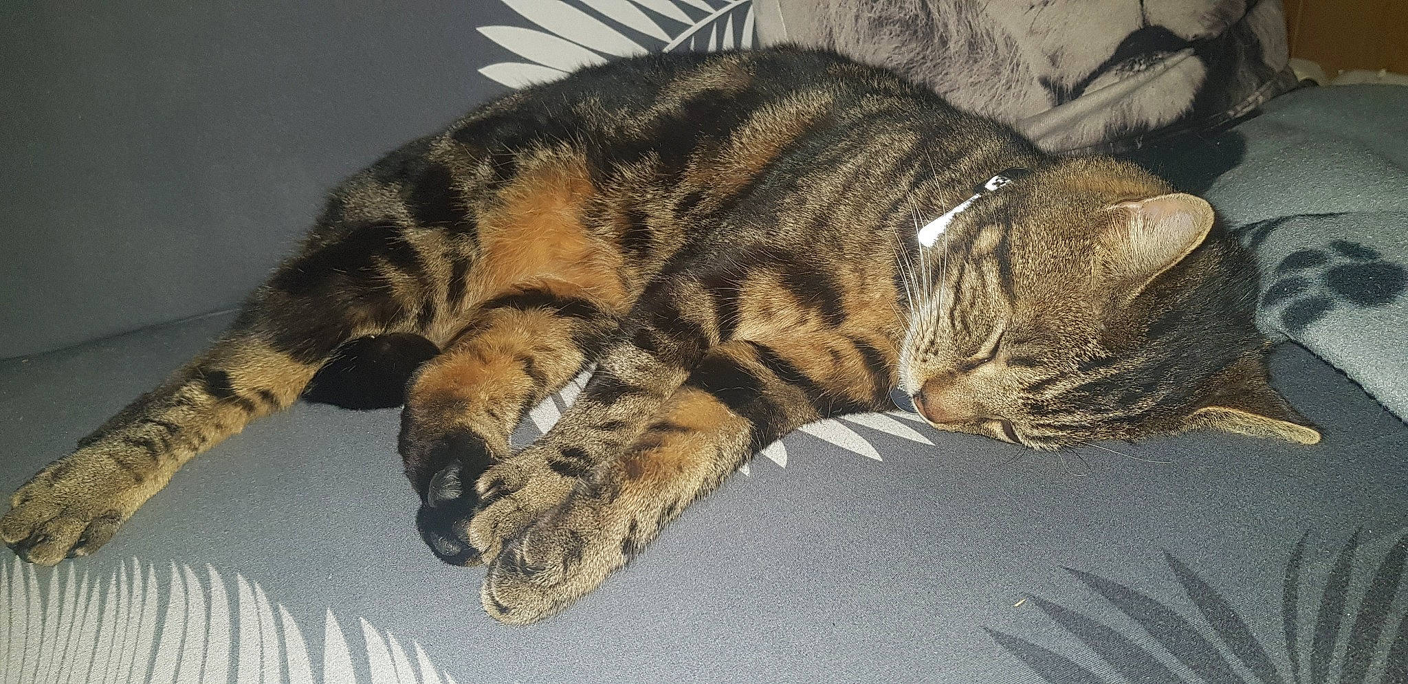 Pito participe au concours pour gagner de l'argent avec cette photo : big_cats, carnivore, cat, claw, comfort, domestic_short_haired_cat, fawn, felidae, foot, fur, nap, paw, sleep, small_to_medium_sized_cats, snout, tail, terrestrial_animal, whiskers, wildlife