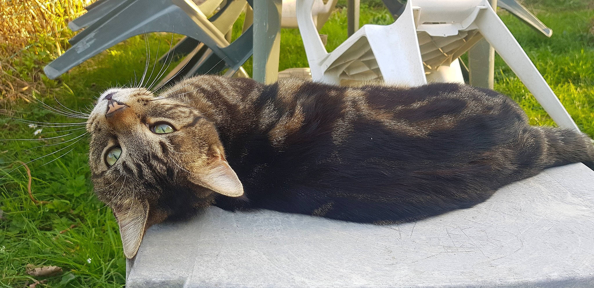 Pito participe au concours pour gagner de l'argent avec cette photo : carnivore, cat, chair, claw, domestic_short_haired_cat, felidae, fur, grass, mammal, paw, plant, sitting, small_to_medium_sized_cats, snout, tail, terrestrial_animal, tree, vertebrate, whiskers, window