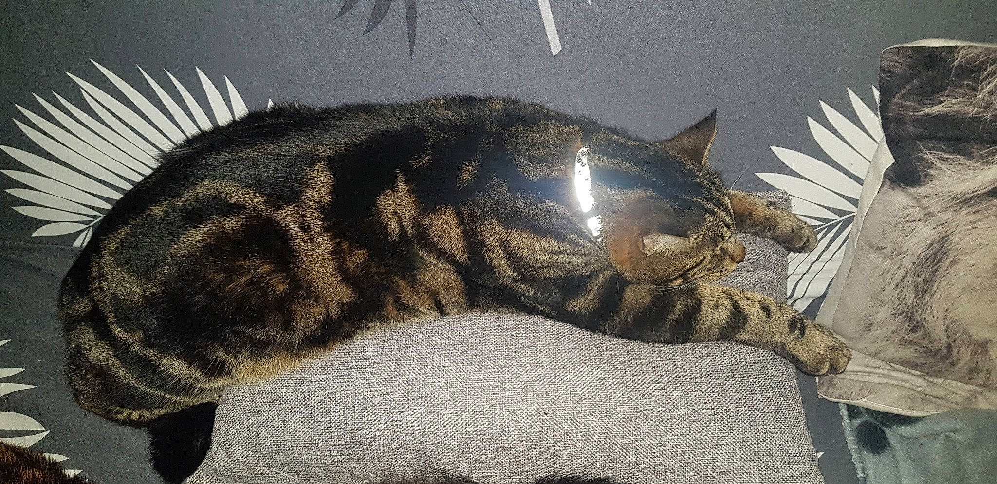 Pito participe au concours pour gagner de l'argent avec cette photo : carnivore, cat, claw, comfort, domestic_short_haired_cat, felidae, fur, grey, nap, paw, sleep, small_to_medium_sized_cats, snout, tail, terrestrial_animal, whiskers