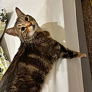 Maverick is registered to the contest to win money with this photo: cat, tabby, pet, animal, feline, indoor, bed, white, curious, looking_back, fur, ears, whiskers, pillow, carpet, resting, home, domestic, cute, relaxed