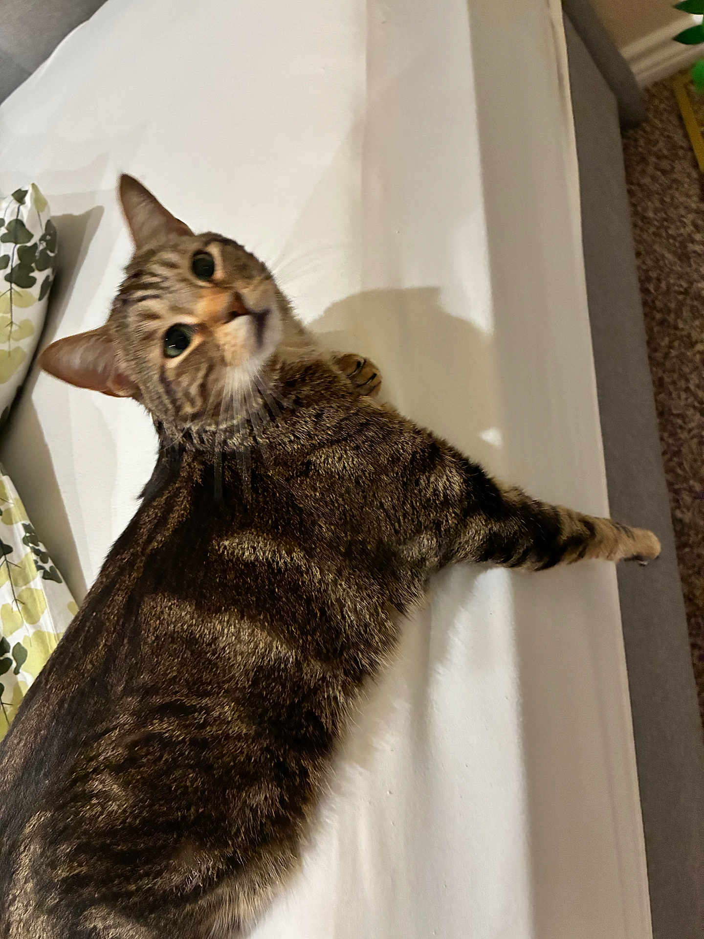 Maverick is registered to the contest to win money with this photo: cat, tabby, pet, animal, feline, indoor, bed, white, curious, looking_back, fur, ears, whiskers, pillow, carpet, resting, home, domestic, cute, relaxed