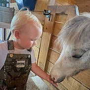 Kylan joined the competition — help win amazing prizes! child, toddler, pony, animal, feeding, stable, wood, overalls, tattoo, hand, indoor, pet, curious, blond_hair, person, farm, interaction, cute, gentle, baby