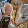 child, toddler, pony, animal, feeding, stable, wood, overalls, tattoo, hand, indoor, pet, curious, blond_hair, person, farm, interaction, cute, gentle, baby