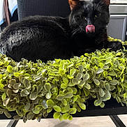 Loki is registered to the contest to win money with this photo: animal, black_cat, cat, chair, close_up, cozy, domestic_cat, feline, fur, green_leaves, household, indoor, leafy, pet, plant, playful, relaxed, resting, tongue_out, whiskers