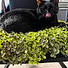animal, black_cat, cat, chair, close_up, cozy, domestic_cat, feline, fur, green_leaves, household, indoor, leafy, pet, plant, playful, relaxed, resting, tongue_out, whiskers