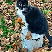 Minouche participe au concours pour gagner de l'argent avec cette photo : cat, tuxedo_cat, black_and_white, animal, pet, sitting, outdoors, autumn, leaves, grass, garden, backyard, stool, white_chest, whiskers, pointed_ears, tail, yellow_eyes, portrait, nature