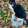animal, autumn, backyard, black_and_white, cat, garden, grass, leaves, nature, outdoors, pet, pointed_ears, portrait, sitting, stool, tail, tuxedo_cat, whiskers, white_chest, yellow_eyes