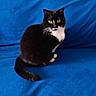Minouche participe au concours pour gagner de l'argent avec cette photo : cat, tuxedo_cat, black_and_white, pet, animal, sitting, portrait, golden_eyes, whiskers, fluffy_tail, blue_blanket, indoor, close_up, alert, looking_at_camera, fur, paws, ears, domestic_cat, colorful_background