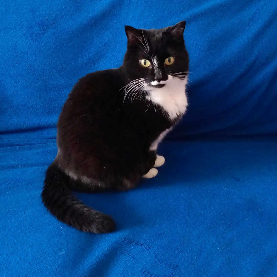 Minouche participe au concours pour gagner de l'argent avec cette photo : cat, tuxedo_cat, black_and_white, pet, animal, sitting, portrait, golden_eyes, whiskers, fluffy_tail, blue_blanket, indoor, close_up, alert, looking_at_camera, fur, paws, ears, domestic_cat, colorful_background