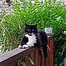 alert, animal, black_and_white, cat, feline, garden, greenery, lounging, outdoor, pet, photograph, plants, portrait, railing, sitting, stone_wall, tail, tuxedo_cat, whiskers, wood