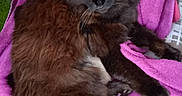 Pato a rejoint le concours — aidez-le/la à gagner de superbes lots ! animal, black_fur, blanket, brown_fur, cat, chair, dark_fur, fluffy_cat, gallery_interface, indoor, long_hair, lounging, pet, phone_screenshot, pink_blanket, portrait, relaxed, sitting, whiskers, yellow_eyes