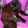 animal, black_fur, blanket, brown_fur, cat, chair, dark_fur, fluffy_cat, gallery_interface, indoor, long_hair, lounging, pet, phone_screenshot, pink_blanket, portrait, relaxed, sitting, whiskers, yellow_eyes
