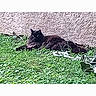 Pato a rejoint le concours — aidez-le/la à gagner de superbes lots ! alert, animal, black_cat, cat, ears, eyes, fluffy, furry, garden, grass, greenery, lying_down, outdoor, pet, photograph, relaxed, smartphone, staring, tail, wall