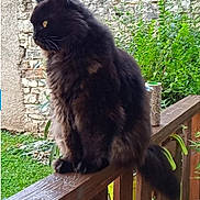 Pato a rejoint le concours — aidez-le/la à gagner de superbes lots ! cat, black_cat, fluffy, long_hair, animal, pet, sitting, outdoor, garden, wooden_railing, fence, stone_wall, greenery, plants, portrait, profile, fur, tail, alert, smartphone_screenshot