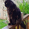 Pato participe au concours pour gagner de l'argent avec cette photo : cat, black_cat, fluffy, long_hair, animal, pet, sitting, outdoor, garden, wooden_railing, fence, stone_wall, greenery, plants, tail, profile, backyard, portrait, smartphone_photo, natural_light