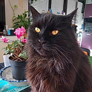 Pato a rejoint le concours — aidez-le/la à gagner de superbes lots ! animal, black_cat, cat, close_up, ears, flowers, fluffy, furniture, furry, golden_eyes, houseplant, indoor, kitchen, longhaired, pet, photography, pink_flowers, portrait, whiskers, window