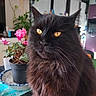 animal, black_cat, cat, close_up, ears, flowers, fluffy, furniture, furry, golden_eyes, houseplant, indoor, kitchen, longhaired, pet, photography, pink_flowers, portrait, whiskers, window