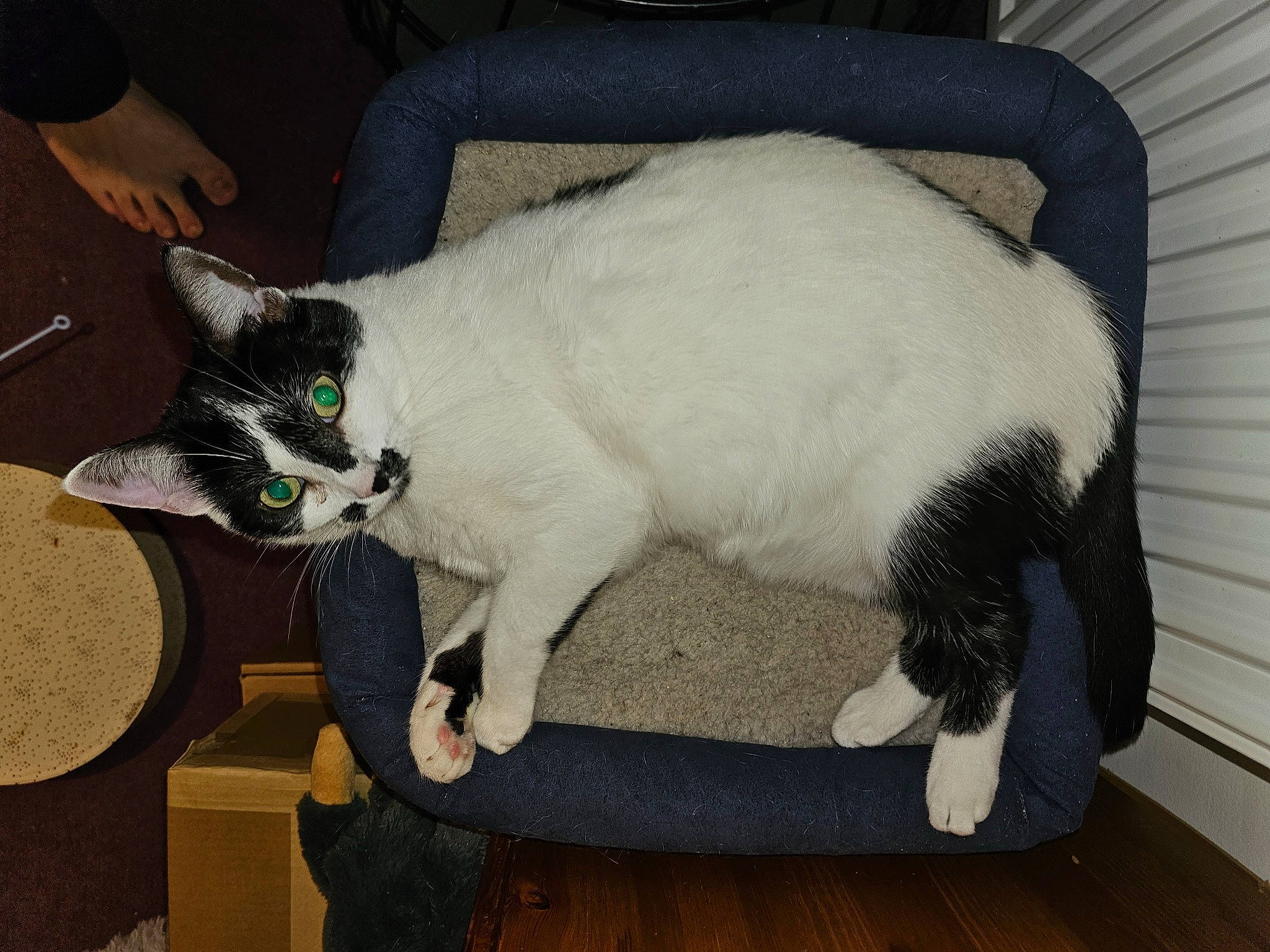 Luna joined the competition — help win amazing prizes! box, cardboard, carnivore, cat, claw, comfort, domestic_short_haired_cat, felidae, flooring, fur, hardwood, lap, mammal, paw, small_to_medium_sized_cats, snout, tail, whiskers, wood, wood_flooring