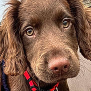 Molly joined the competition — help win amazing prizes! puppy, dog, brown_fur, close_up, collar, red_collar, pet, animal, outdoor, curious, young_dog, face, ears, nose, fur, canine, domestic_animal, cute, portrait, looking
