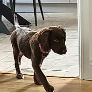 Molly is registered to the contest to win money with this photo: animal, brown, canine, collar, curious, dog, domestic_animal, floor, flooring, furniture_legs, home, indoor, kitchen, pet, puppy, small_dog, tile_floor, walking, wood_floor, young_dog