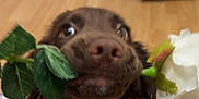 Molly joined the competition — help win amazing prizes! animal, background, brown_dog, carpet, closeup, curious, cute, dog, floor, flower, home, indoor, leaf, looking_up, mouth, nose, pet, plant, playful, rose