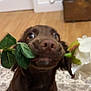 animal, background, brown_dog, carpet, closeup, curious, cute, dog, floor, flower, home, indoor, leaf, looking_up, mouth, nose, pet, plant, playful, rose