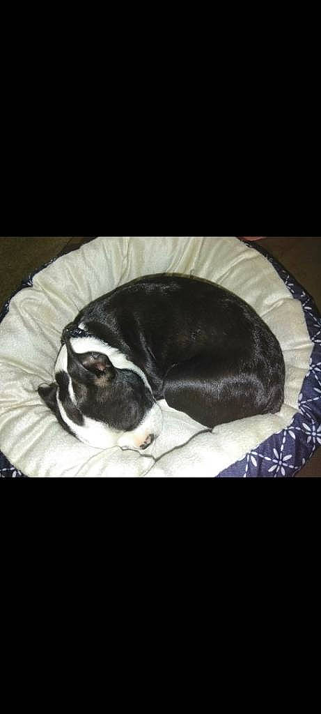 Hurley joined the competition — help win amazing prizes! bored, canidae, carnivore, cloud, comfort, companion_dog, darkness, dog, dog_breed, felidae, fur, linens, nap, paw, small_to_medium_sized_cats, snout, sporting_group, tail, whiskers, working_animal