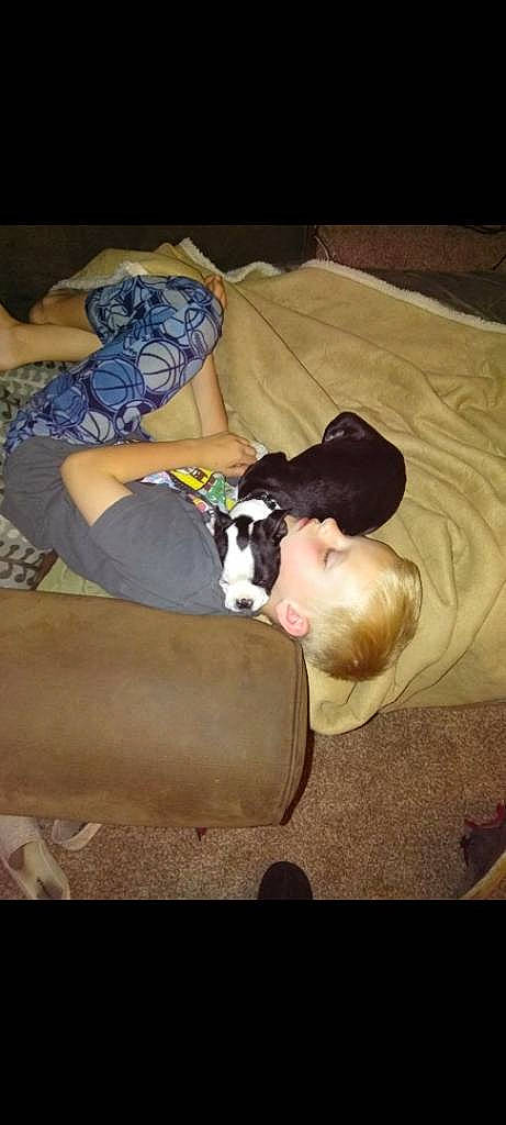 Hurley is registered to the contest to win money with this photo: canidae, carnivore, cloud, comfort, companion_dog, dog, dog_breed, fawn, human_leg, lap, linens, nap, non_sporting_group, sporting_group, thigh, working_animal