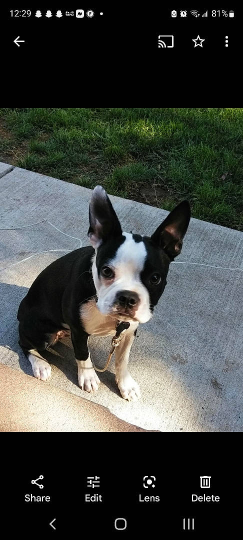Hurley joined the competition — help win amazing prizes! boston_terrier, canidae, carnivore, companion_dog, dog, dog_breed, ear, eye, fawn, french_bulldog, grass, head, human_body, plant, snout, sporting_group, tail, toy_dog, whiskers, working_animal