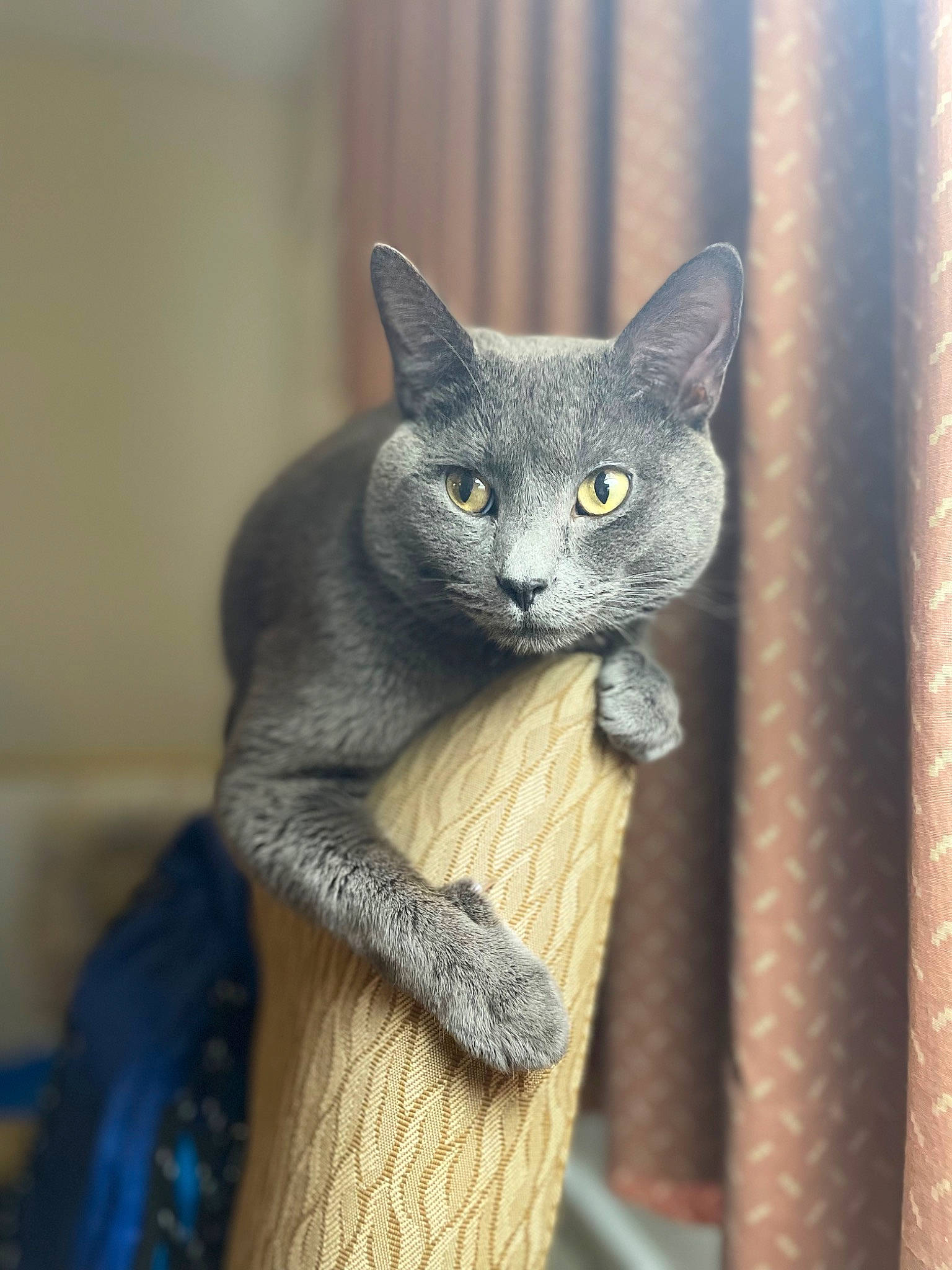 John Murphy is registered to the contest to win money with this photo: carnivore, cat, domestic_short_haired_cat, electric_blue, eye, felidae, fur, grey, russian_blue, sculpture, small_to_medium_sized_cats, snout, tail, terrestrial_animal, whiskers, window