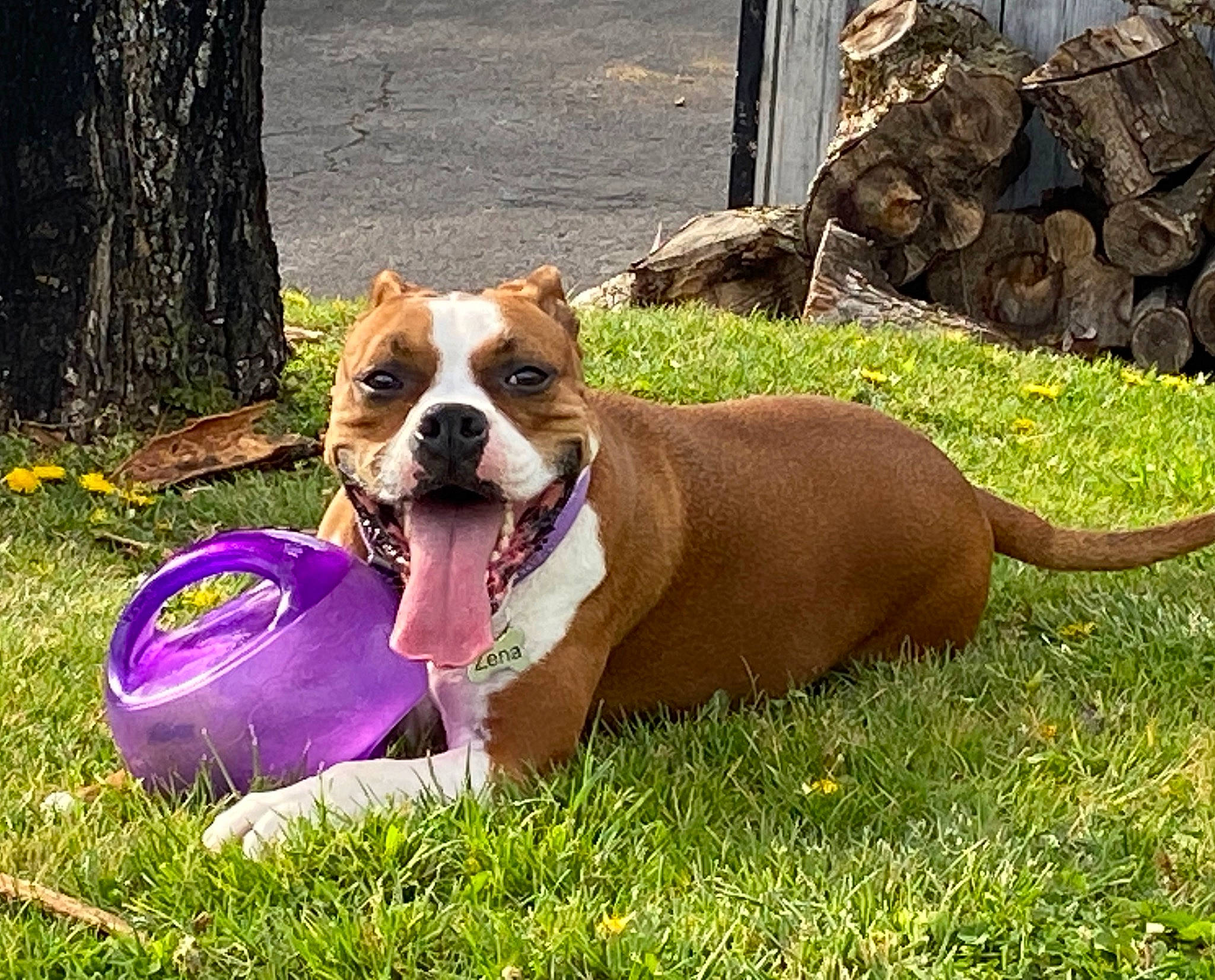 Zena joined the competition — help win amazing prizes! canidae, carnivore, collar, companion_dog, dog, dog_breed, dog_collar, dog_supply, fawn, grass, lawn, liver, pet_supply, plant, snout, sporting_group, tail, terrestrial_animal, tree, whiskers