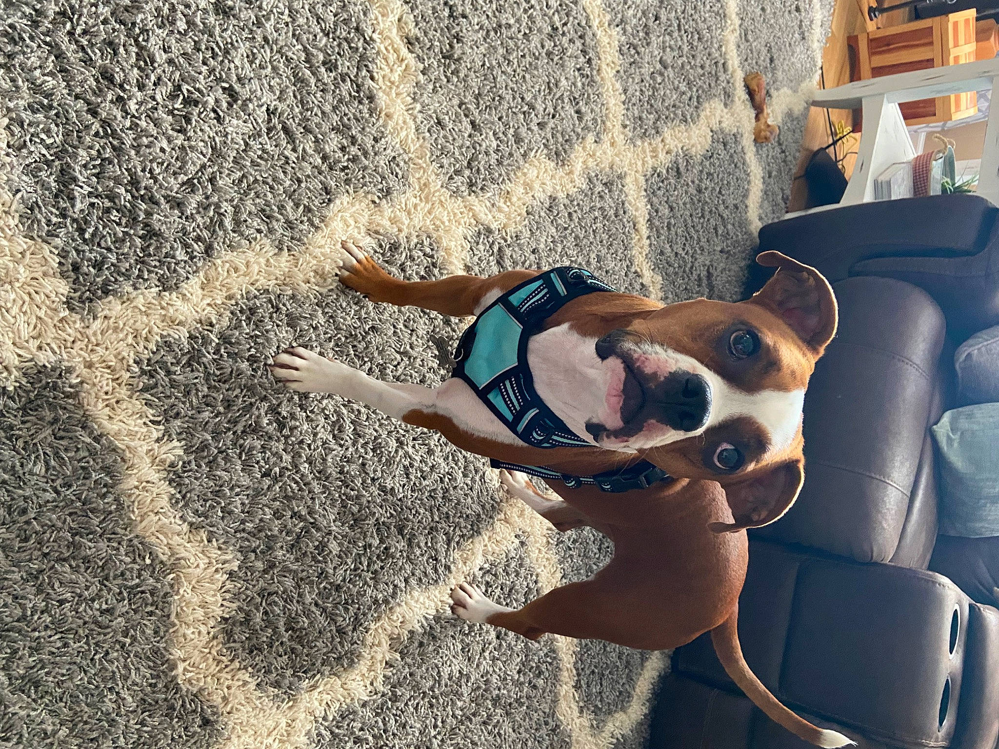 Zena is registered to the contest to win money with this photo: canidae, carnivore, companion_dog, dog, dog_breed, eyewear, fawn, fun, goggles, human_leg, leisure, people_in_nature, recreation, shadow, soil, sporting_group, street_fashion, sun_tanning, sunglasses, thigh