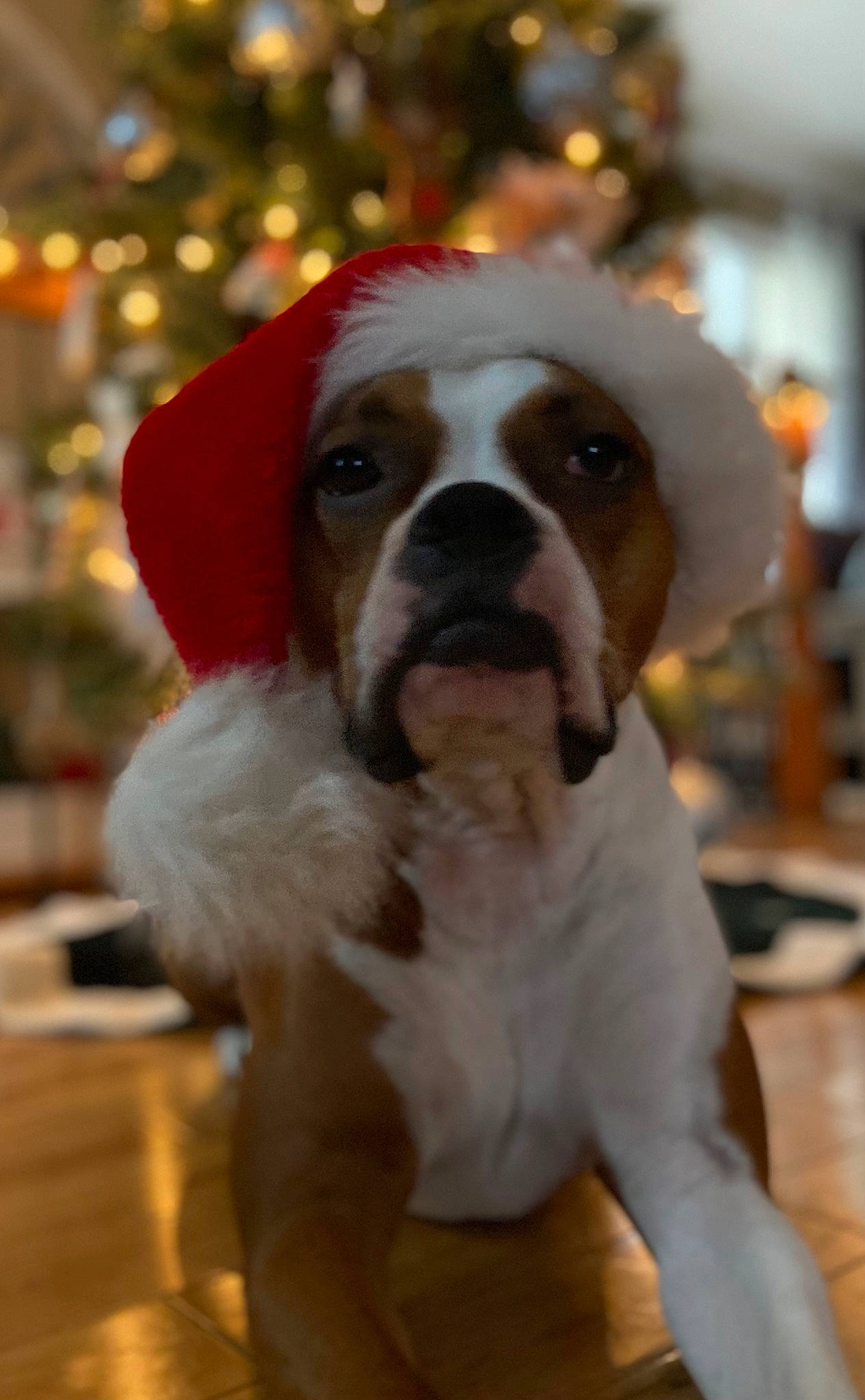 Zena is registered to the contest to win money with this photo: ball, canidae, carnivore, christmas, companion_dog, dog, dog_breed, dog_collar, event, fawn, flooring, fur, holiday, hound, snout, sporting_group, tree, whiskers, wood, working_animal