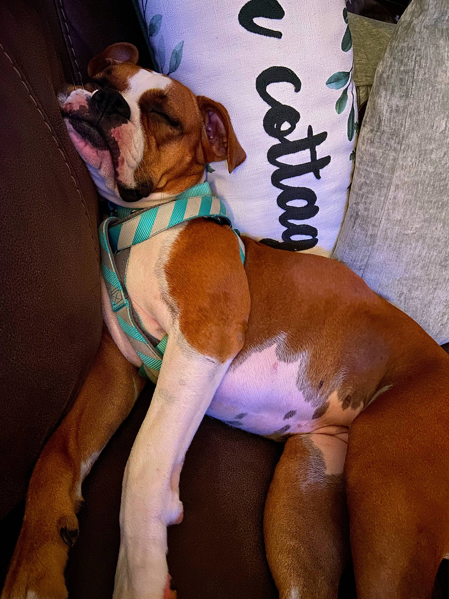 Zena joined the competition — help win amazing prizes! art, canidae, carnivore, chest, collar, comfort, companion_dog, dog, dog_breed, dog_collar, dog_supply, fawn, human_leg, knee, molosser, pet_supply, sporting_group, thigh, trunk, working_animal