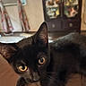 Runner joined the competition — help win amazing prizes! black_cat, cat, feline, golden_eyes, pet, animal, whiskers, ears, fur, portrait, close_up, indoors, home, wooden_floor, curious, alert, sitting, domestic_animal, soft_focus, cozy