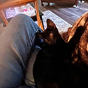 Runner is registered to the contest to win money with this photo: black_cat, cat, feline, pet, animal, golden_eyes, indoors, living_room, lap, human_leg, blanket, couch, furniture, wooden_table, rug, home, relaxed, sitting, portrait, cozy