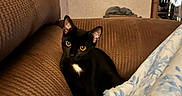 Runner is registered to the contest to win money with this photo: cat, black_cat, white_chest, pet, feline, yellow_eyes, pointed_ears, sitting, couch, sofa, blanket, living_room, indoors, home, portrait, cozy, furniture, black_fur, domestic_animal, animal_photography
